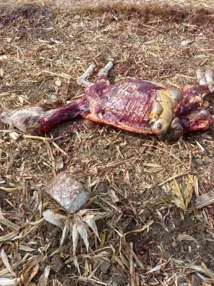العثور على حمير مذبوحة ومسلوخة ببني سويف (2)