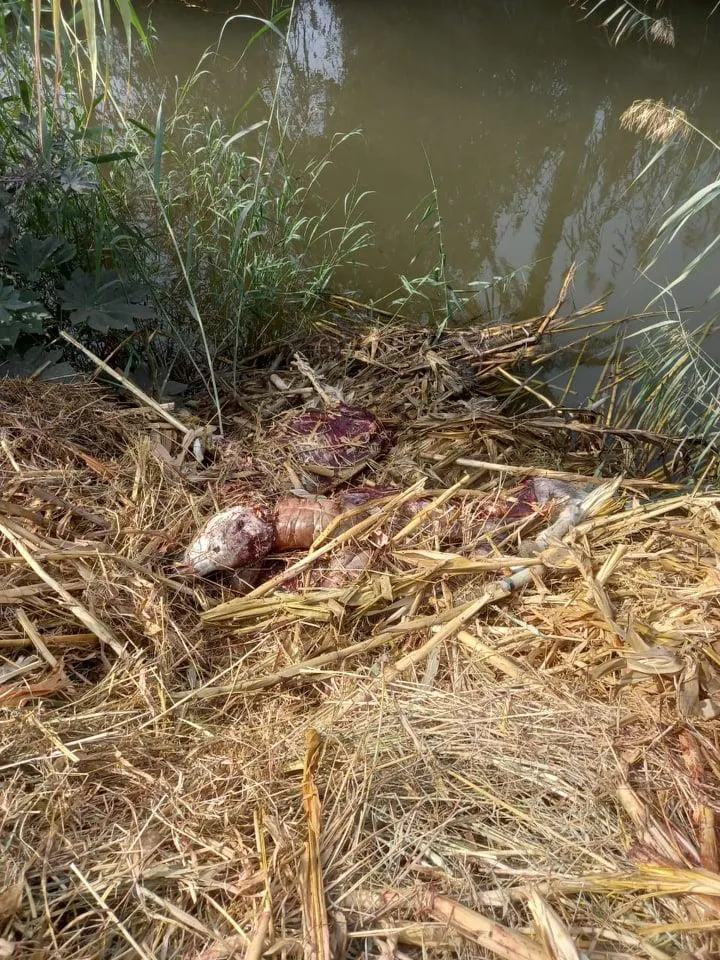 العثور على حمير مذبوحة ومسلوخة ببني سويف (3)