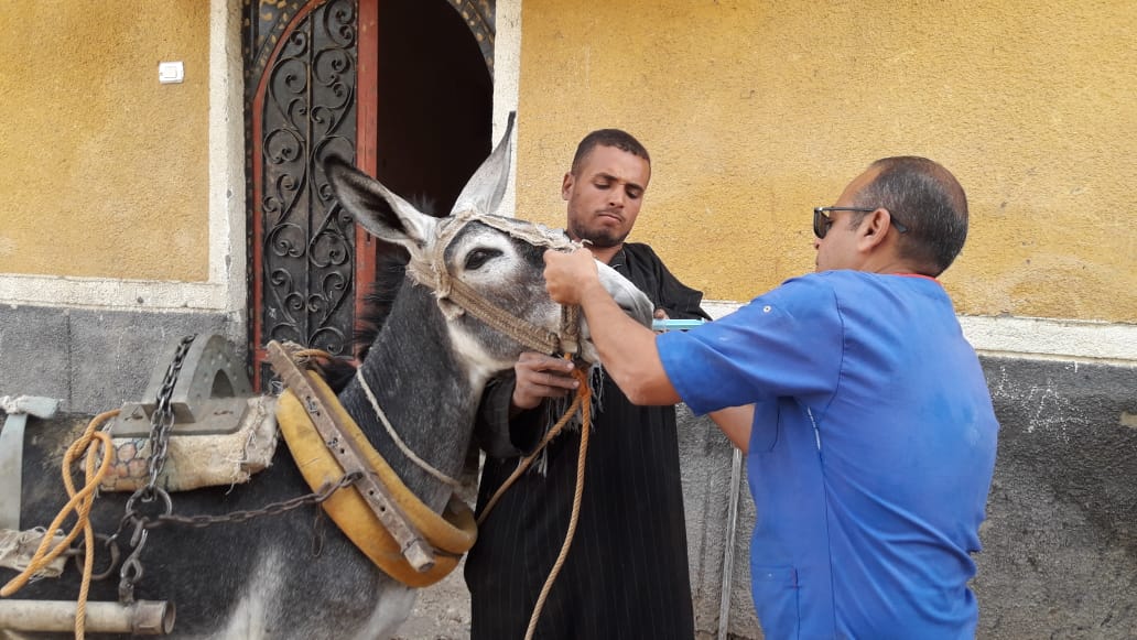 بيطري الاقصر (1)