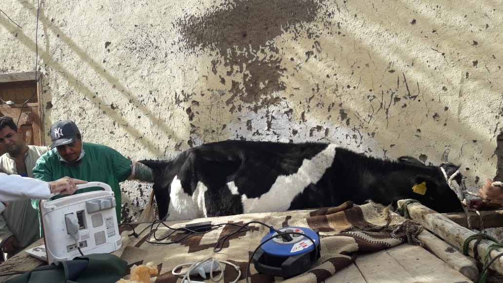 بيطري الاقصر (3)