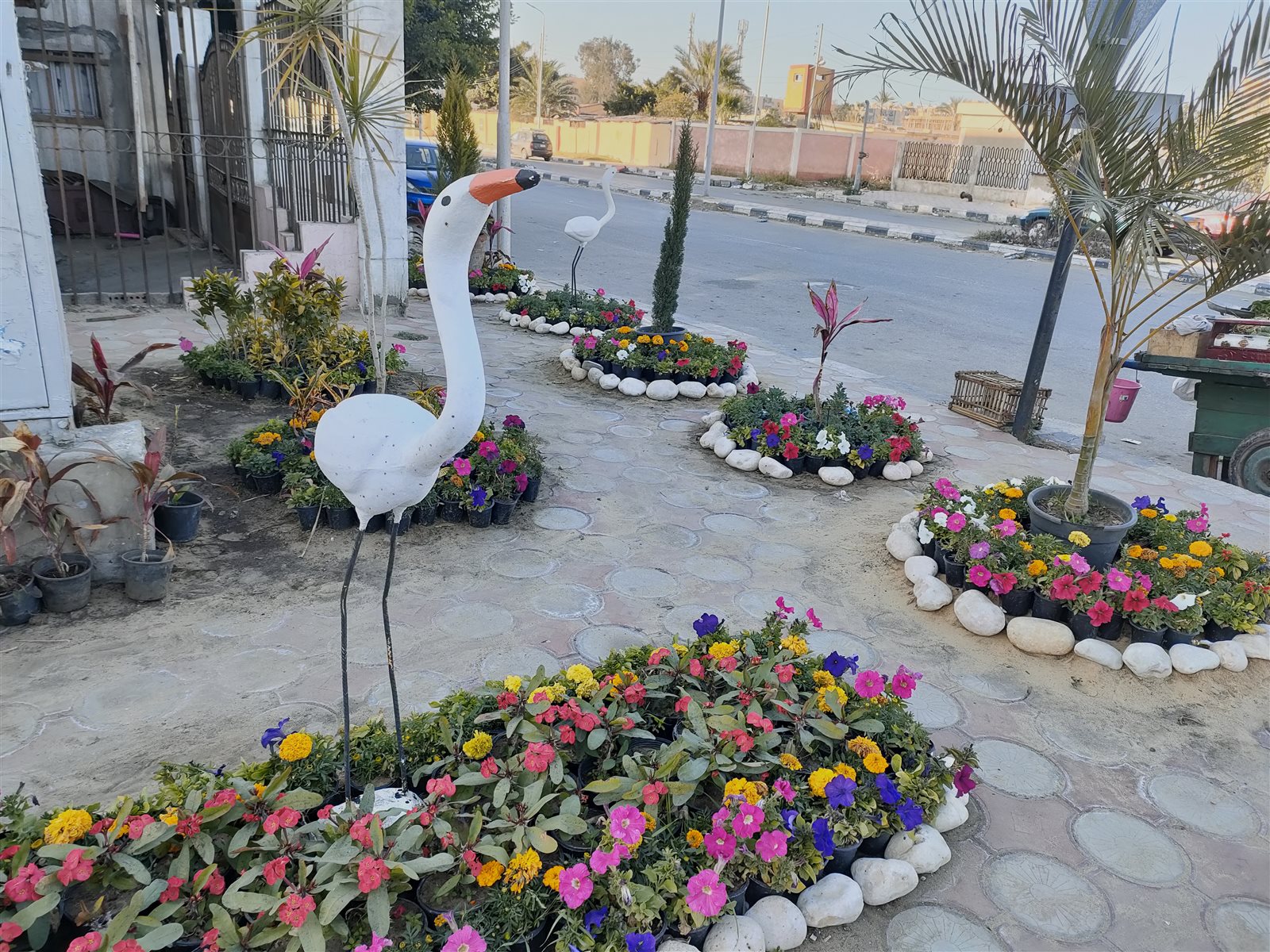 محمود خيري شاب من ذوي الهمم يزين الأشجار ويعطي درسا في الجمال للأصحاء
