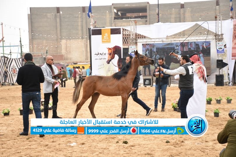 جانب من المهرجان