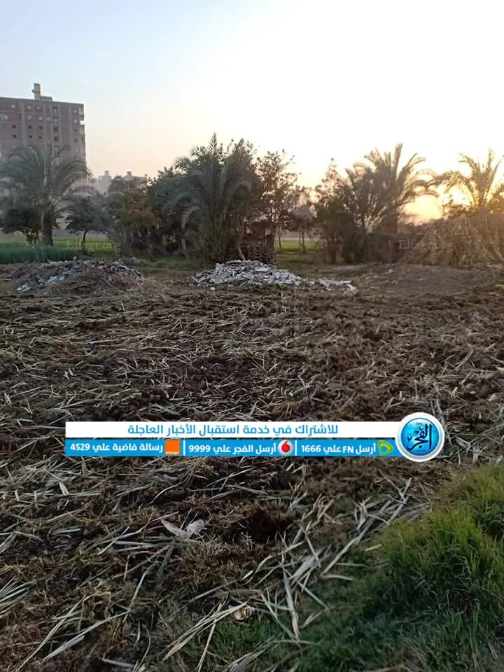 إعادة زراعة الأراضي الزراعية بالفيوم