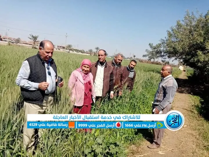 وكيل زراعة الفيوم يشيد بمحصول القمح 