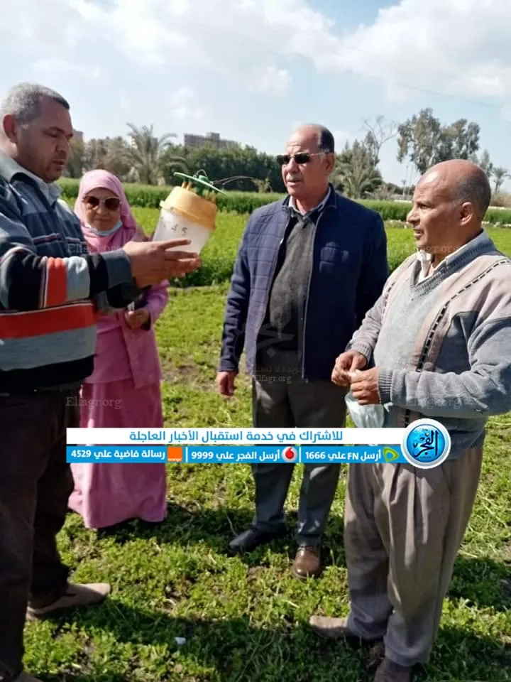 وكيل زراعة الفيوم يشيد بمحصول القمح 