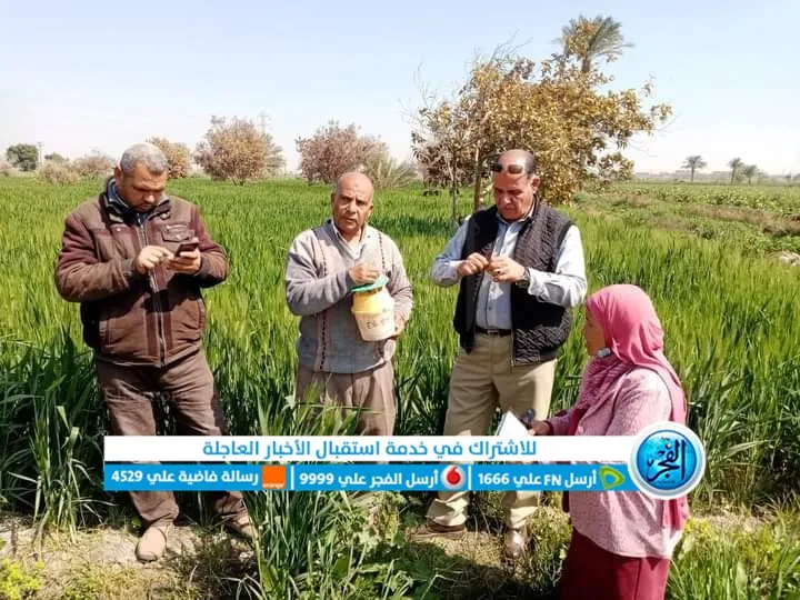 وكيل زراعة الفيوم يشيد بمحصول القمح 
