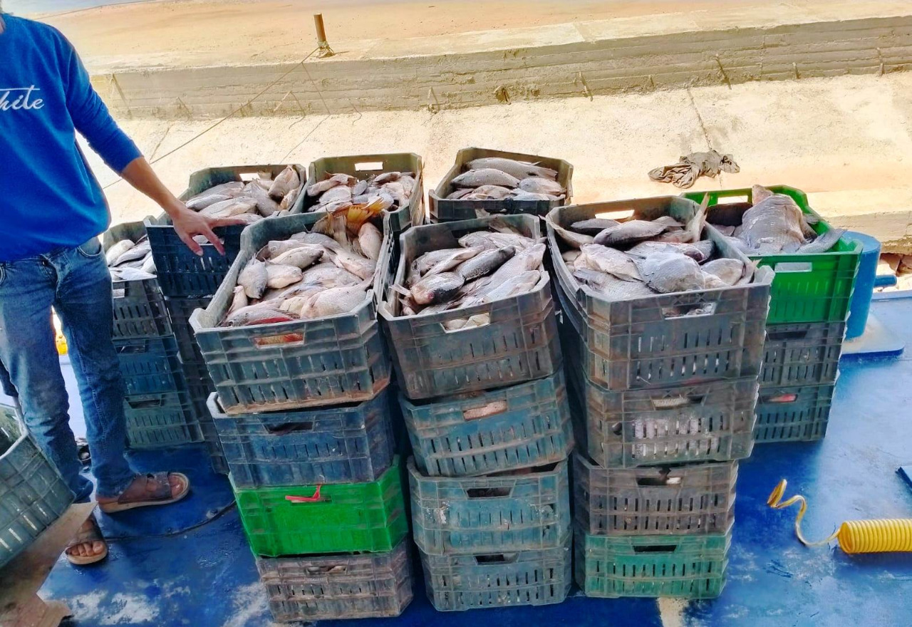 ضبط 4 أطنان من الأسماك الطازجة بأسوان