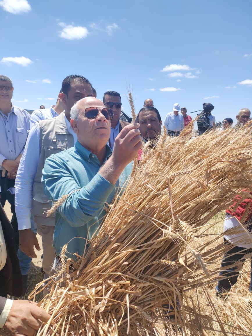 حصاد القمح في بورسعيد 