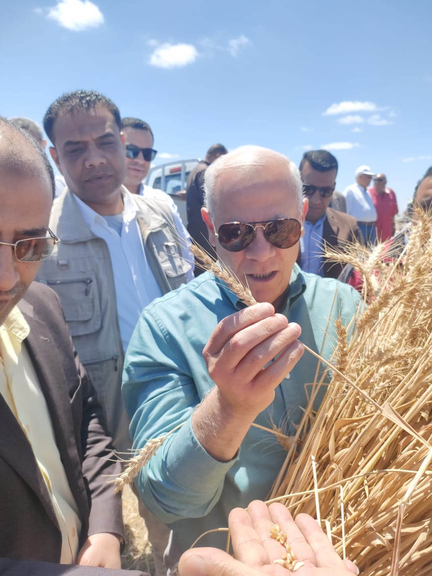 حصاد القمح في بورسعيد 