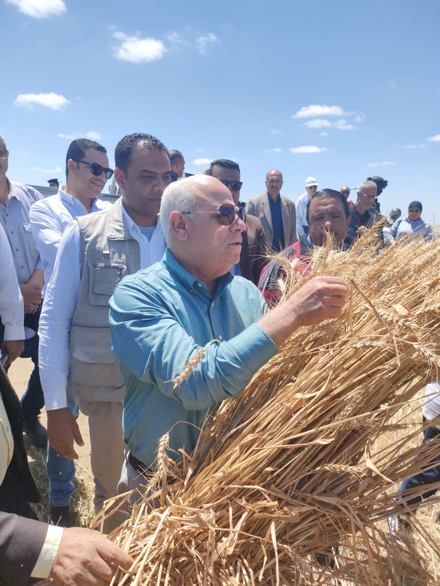 حصاد القمح في بورسعيد 