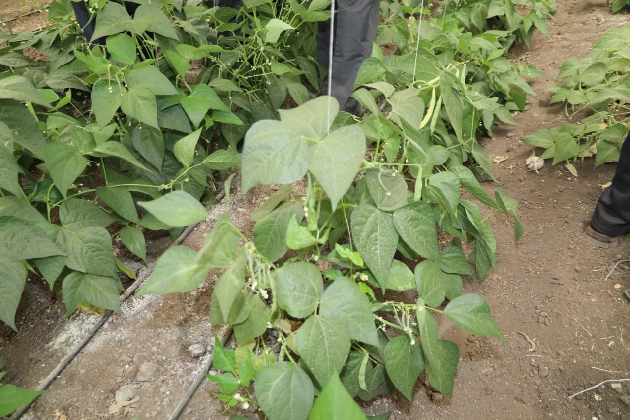 جانب من الجولة