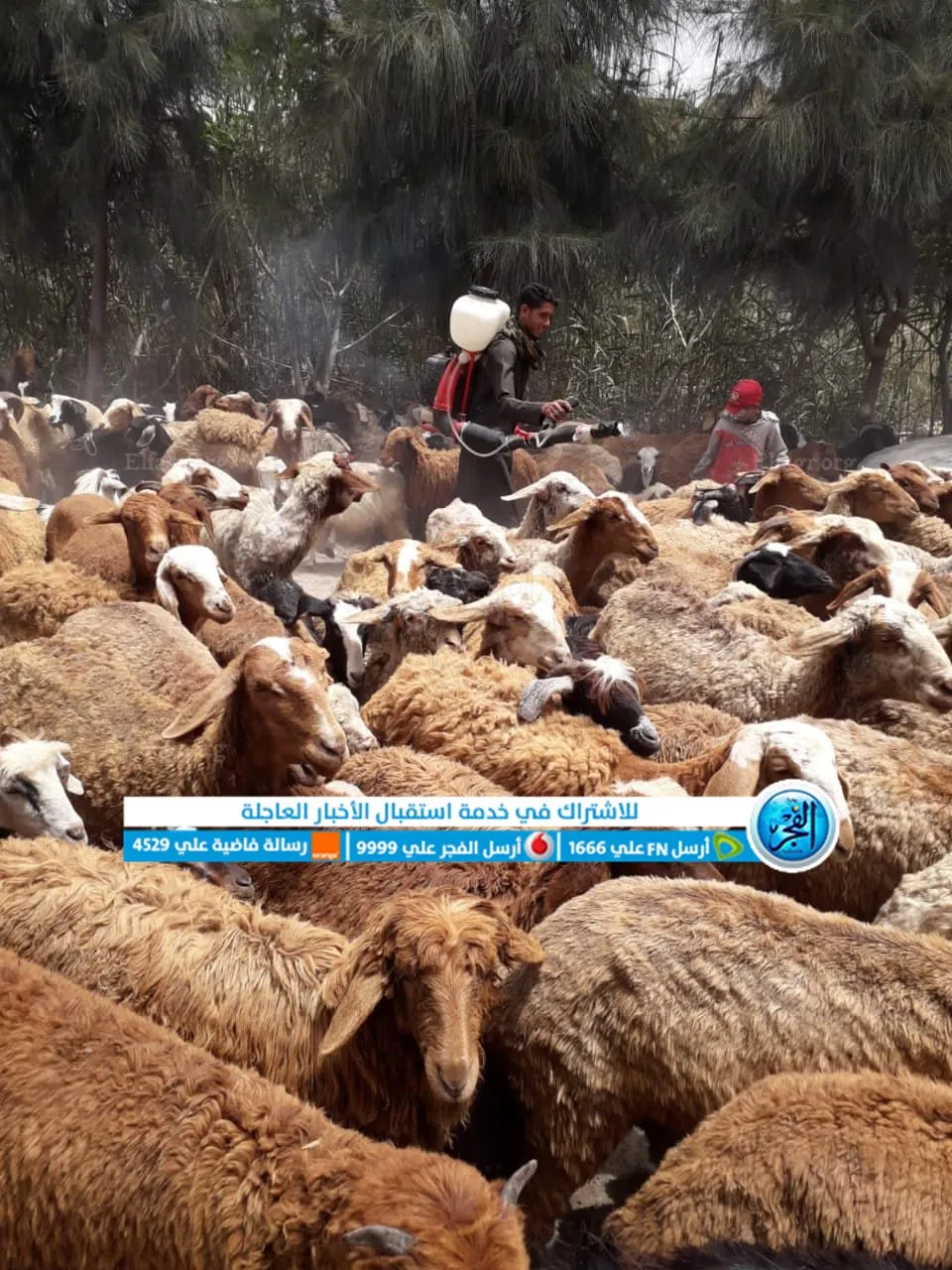 جانب من القافلة