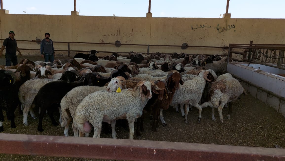 الغشبان يتفقد المجازر وإحدى مزارع الأبقار ببورسعيد
