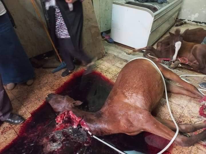 أحصنة مذبوحة 