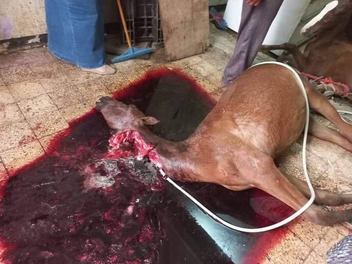 أحصنة مذبوحة 