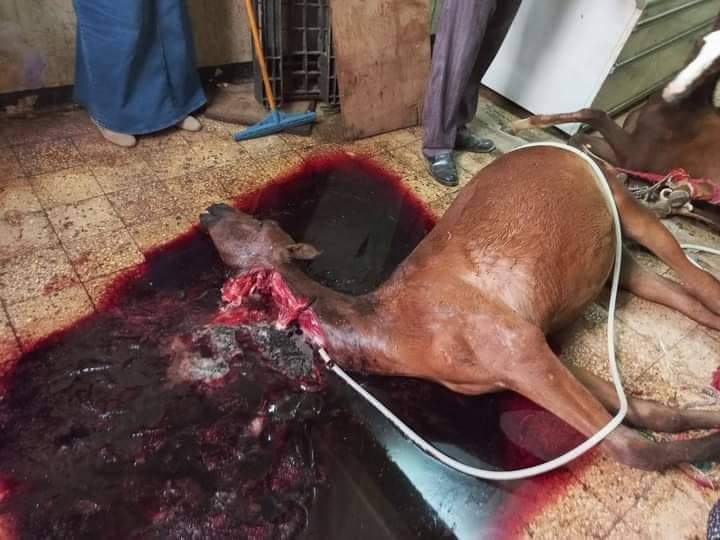 أحصنة مذبوحة 