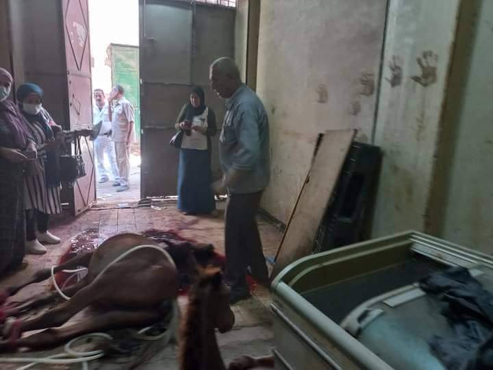 أحصنة مذبوحة 