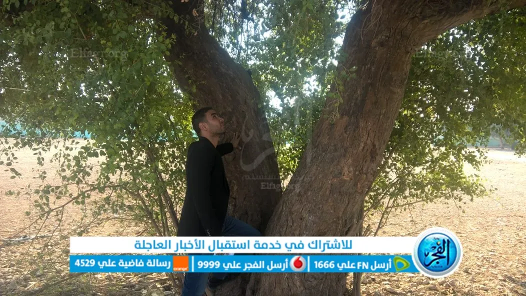 شجرة (السدر) عمرها400سنه
