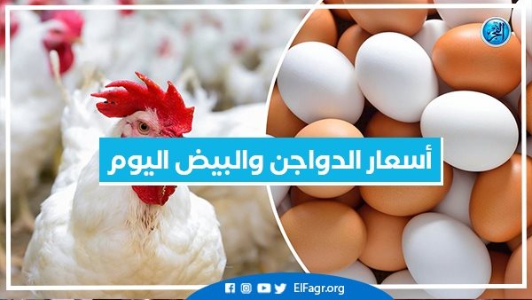 الكتاكيت والفراخ اليوم