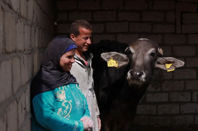  رأس ماشية للأسر الأولى بالرعاية بقرى ومراكز أسوان