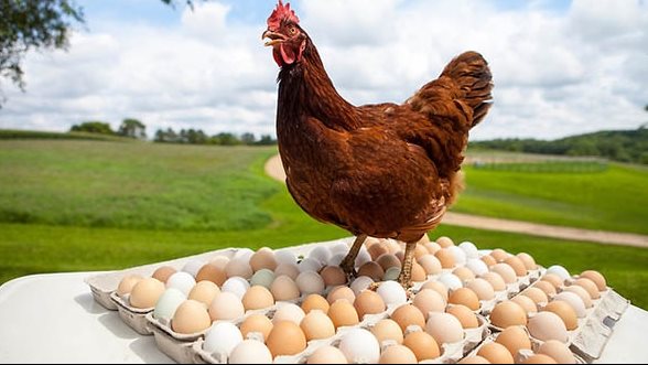 الدواجن-والبيض