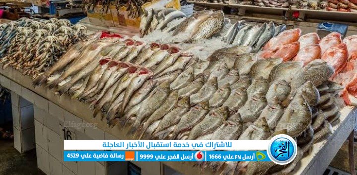 اسعار السمك اليوم