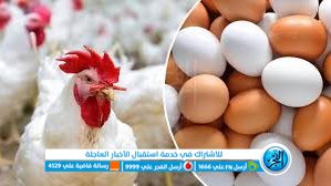 سعر الفراخ اليوم 