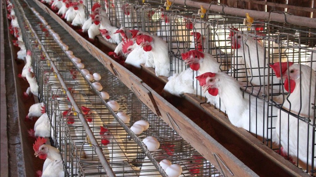 أعلاف-الدواجن