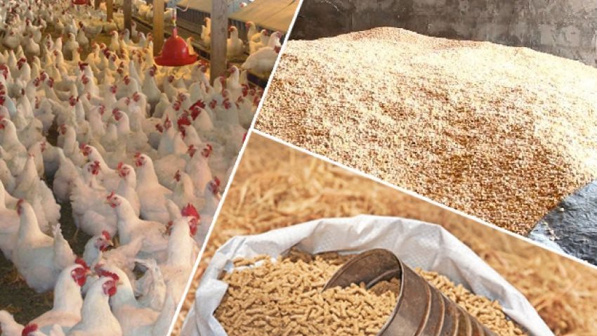  أسعار الخامات العلفية اليوم