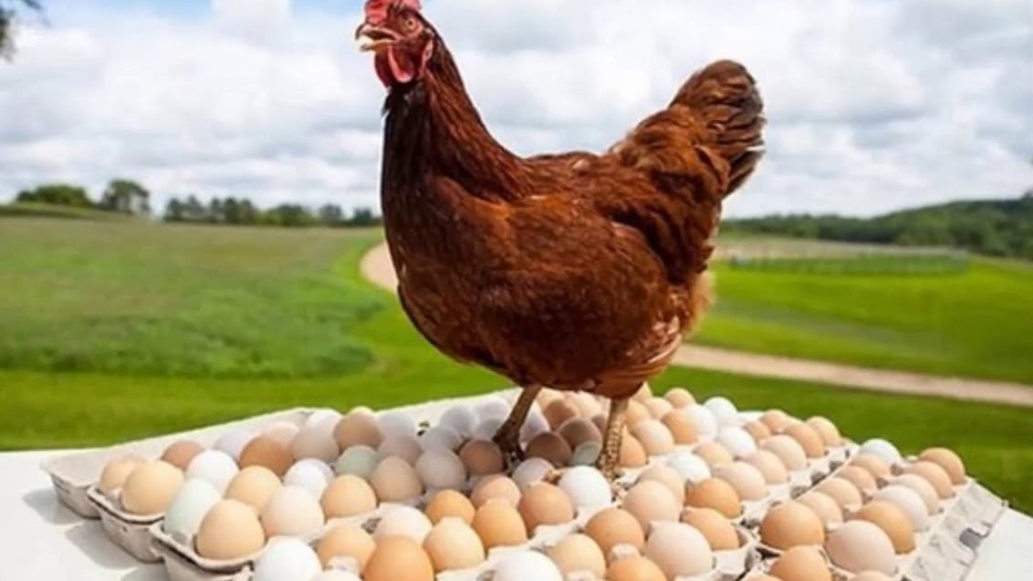 اسعار الدواجن اليوم