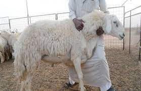 أسعار الخروف قبل عيد الأضحى 2023