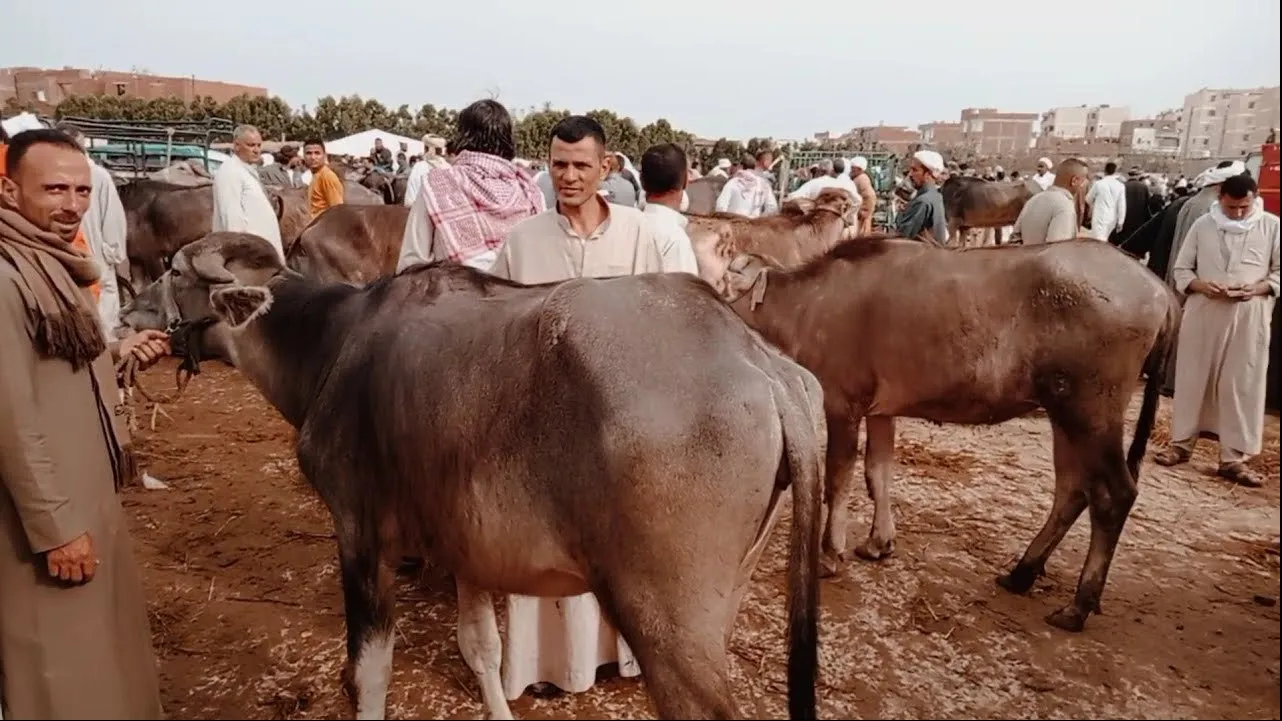 اضاحي العيد