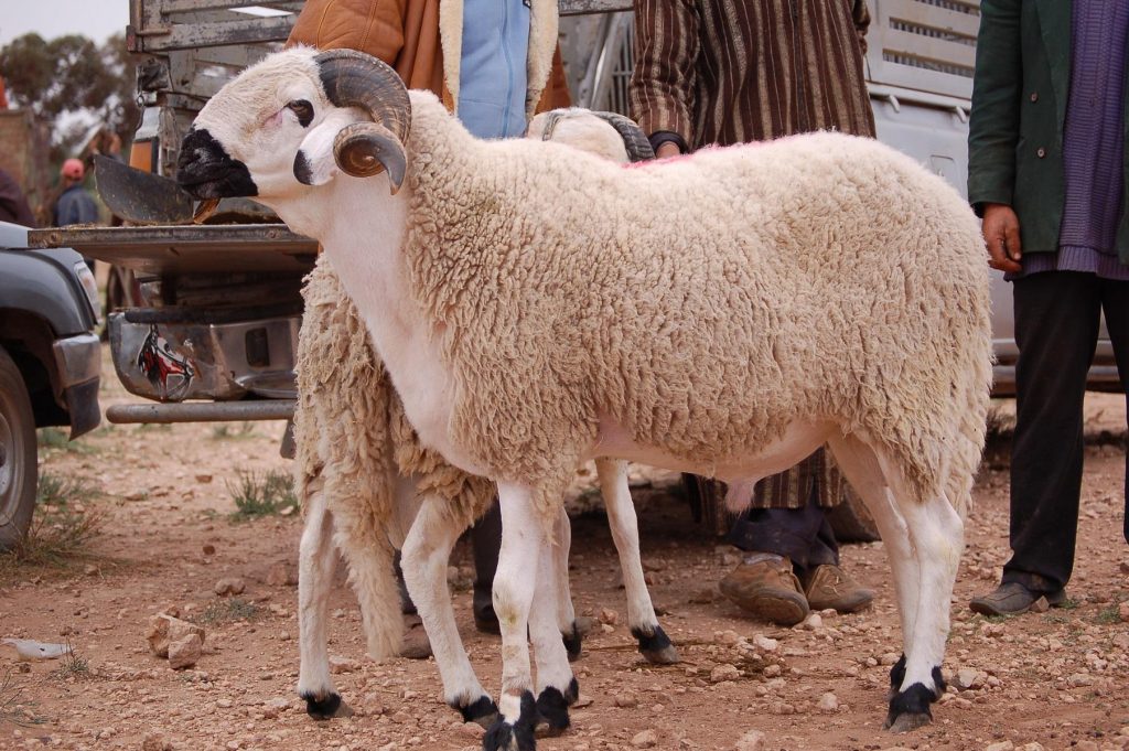 خروف