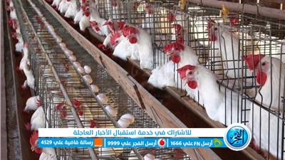 الفراخ