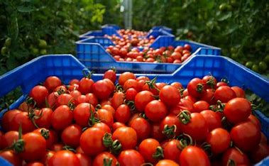 أمريكا تفرض رسومًا على واردات الطماطم المكسيكية وتنسحب من اتفاقية 2019 لحماية مزارعيها المحليين
