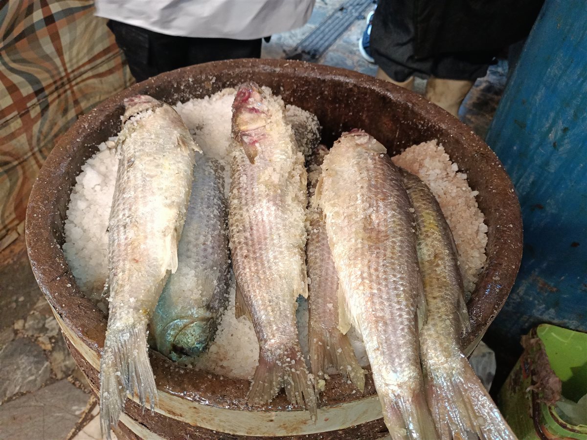 فسيخ الإسكندرية