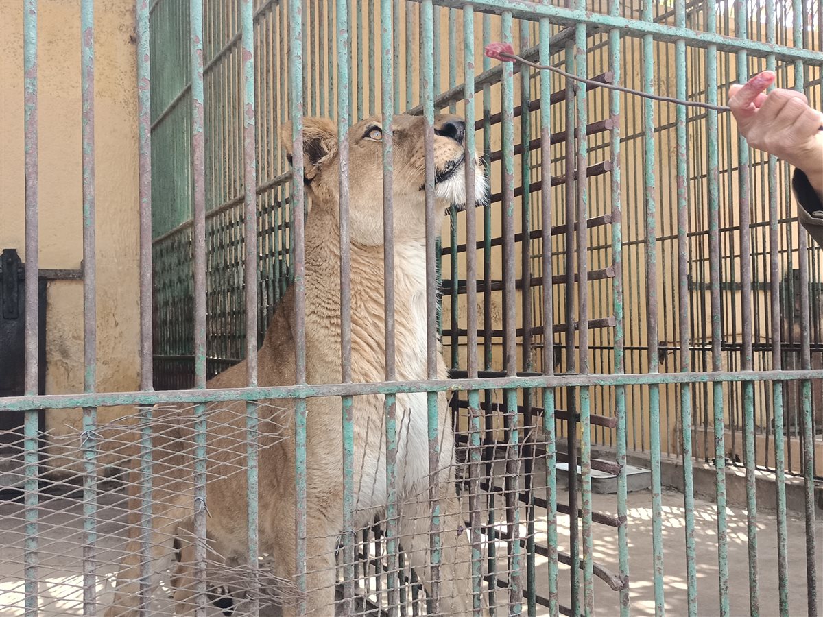 قفص الأسد بالحديقة
