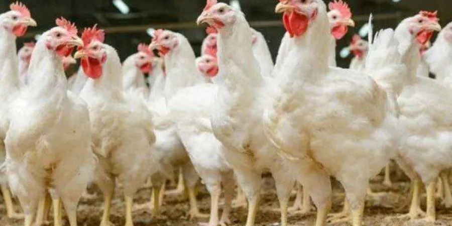 استقرار نسبي في أسعار الدواجن والبيض بمحافظتي الشرقية والفيوم اليوم الجمعة.. 2 مايو 2025