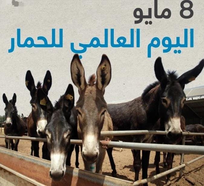 اليوم العالمي للحمار