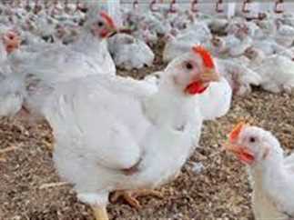 استقرار نسبي في أسعار الفراخ والكتاكيت والبيض اليوم الثلاثاء 13 مايو 2025