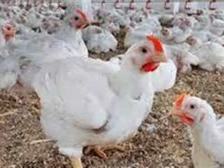 أسعار الدواجن والبيض في الأسواق اليوم الخميس 15 مايو 2025