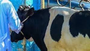 أسعار الأضاحي