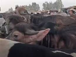 سعر الأضحية