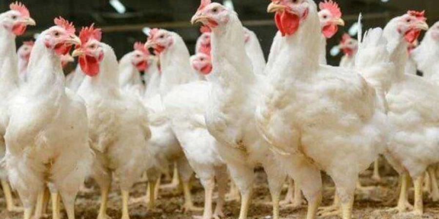 ارتفاع أسعار الفراخ بأنواعها المختلفة في الأسواق المصرية اليوم الجمعة 23 مايو 2025