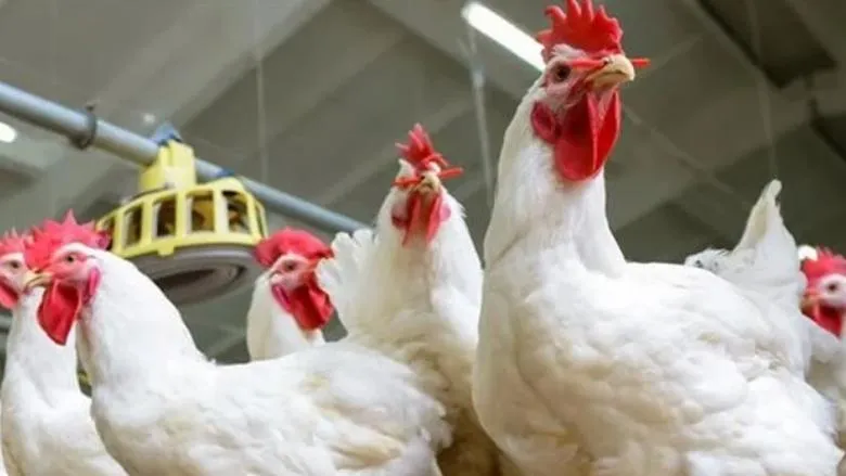 استقرار أسعار الدواجن والبيض في الأسواق اليوم الأحد 25 مايو 2025