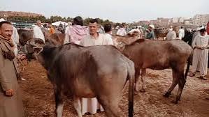 تنظيف الذبائح 