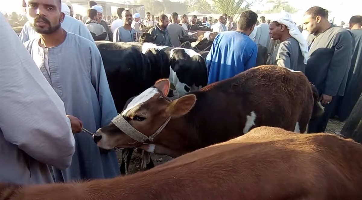 من داخل السوق