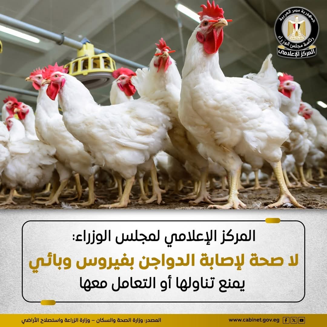 نفي رسمي للشائعة المتداولة عن وجود فيروس بالدواجن