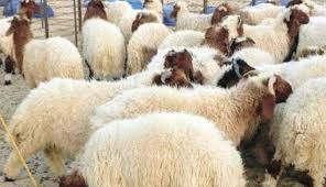 عيد الأضحى المبارك