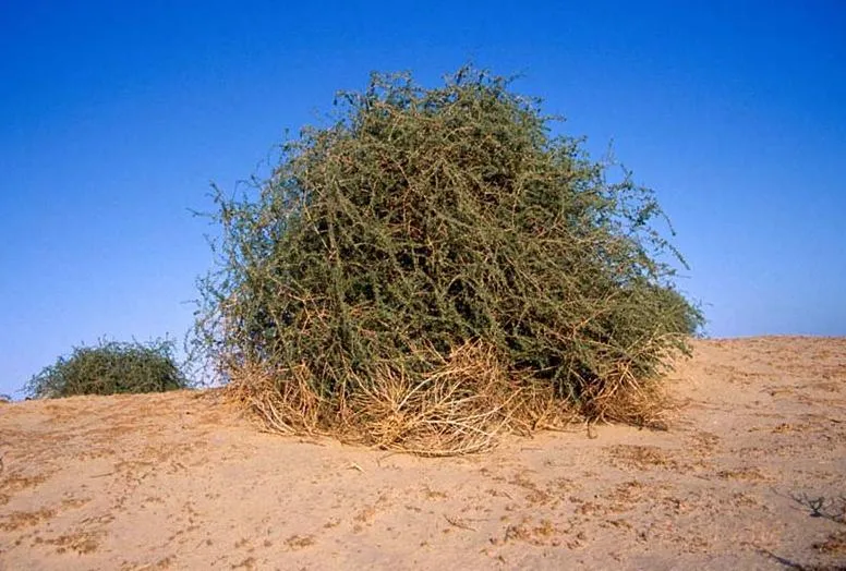 <strong>شجرة الغرقد.. بين النبوءة والتاريخ في ظل العدوان الإسرائيلي على غزة</strong>